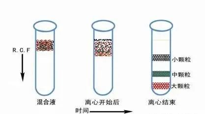 密度梯度離心法.jpg
