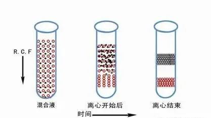 密度梯度離心法-2.jpg